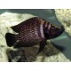 Altolamprologus Calvus Black pearl