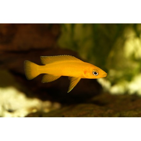 Neolamprologus leleupi (orange)