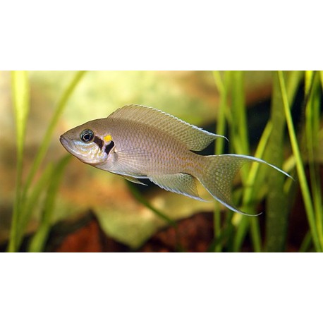 Neolamprologus brichardi