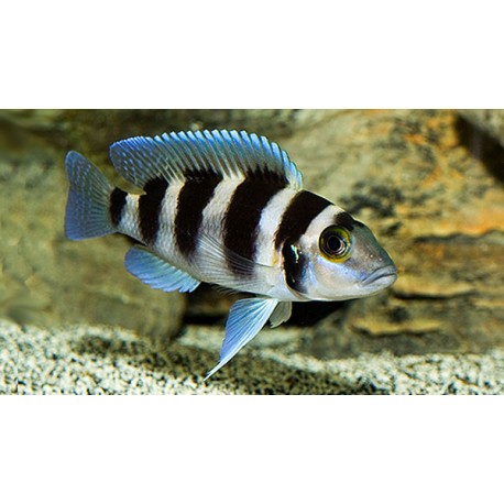Neolamprologus Tretocephalus
