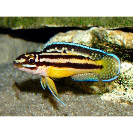 Julidochromis regani