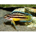 Julidochromis regani