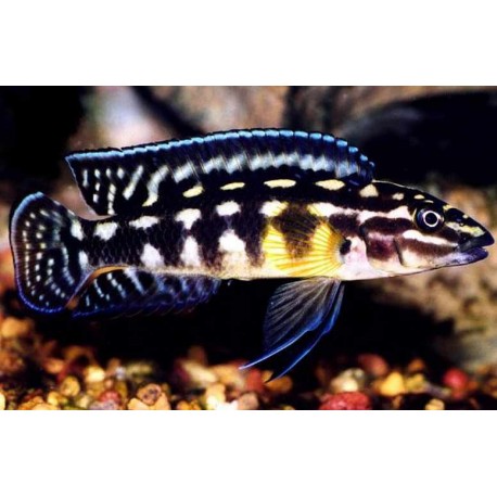 Julidochromis marlieri