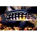 Julidochromis marlieri