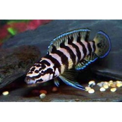 Julidochromis Transcriptus Gombi