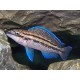 Julidochromis Dickfeldi