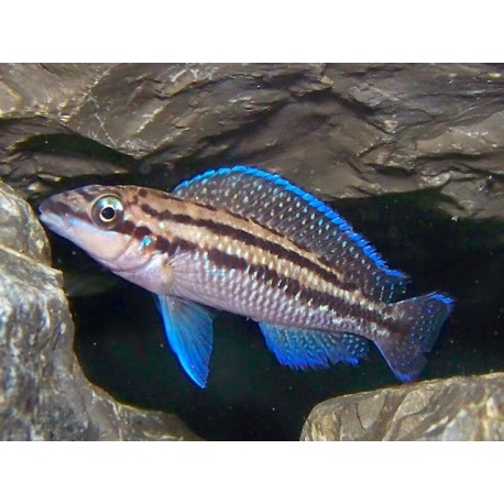 Julidochromis Dickfeldi