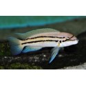 Callochromis Bifrenatus