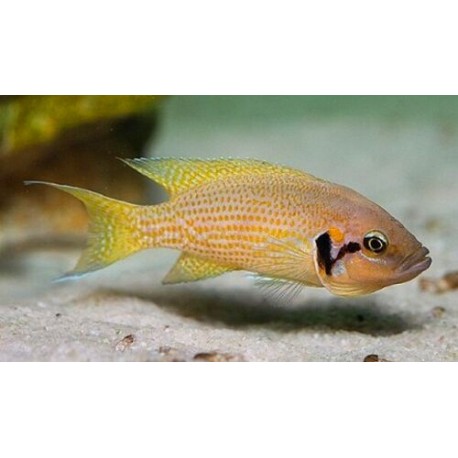 Neolamprologus Helianthus