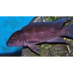 Neolamprologus christyi "Fulwe Rock"