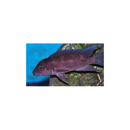 Neolamprologus christyi "Fulwe Rock"