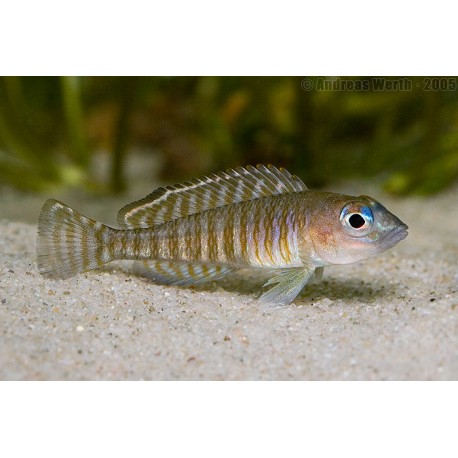 Lamprologus Signatus