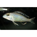 Callochromis Pleurospilus Lemon Sport