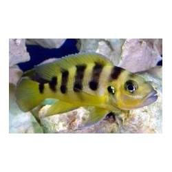 Neolamprologus Sexfasciatus gold