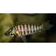 Ctenochromis Horei