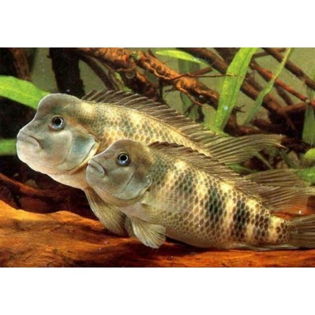 Steatocranus Casuarius