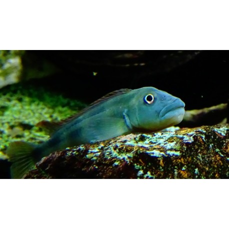 Steatocranus Tinanti