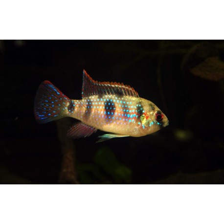 Anomalochromis Thomasi