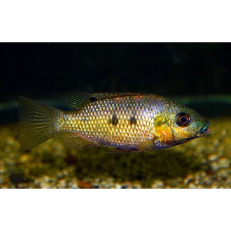 Sarotherodon knauerae