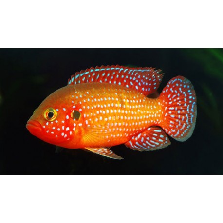 Hemichromis bimaculatus. ciclido joya