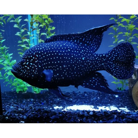 Paratilapia Polleni