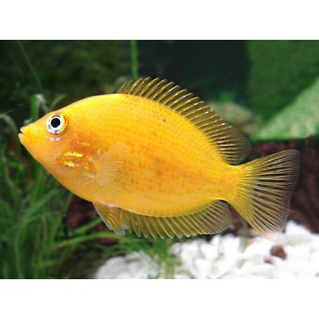 Etroplus Maculatus Gold