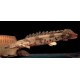Polypterus Endlicheri