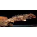 Polypterus Endlicheri