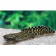 Polypterus ornatipinnis