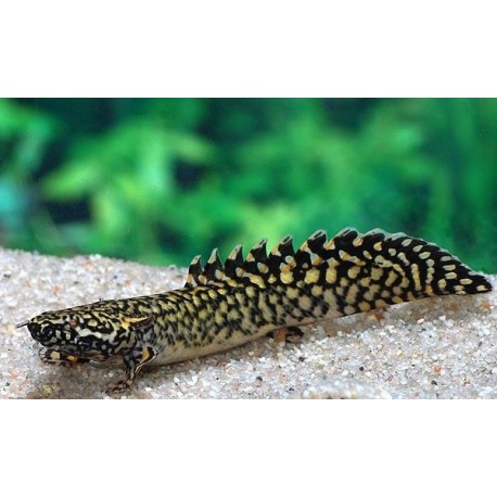 Polypterus ornatipinnis