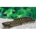 Polypterus ornatipinnis
