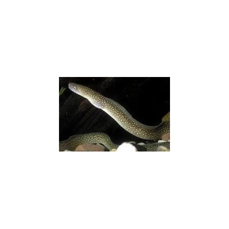 Gymnothorax Tile