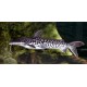 Pseudoplatystoma Fasciatum
