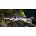 Pseudoplatystoma Fasciatum