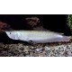 Osteoglossum bicirrhosum. Arowana Amazónica Plata