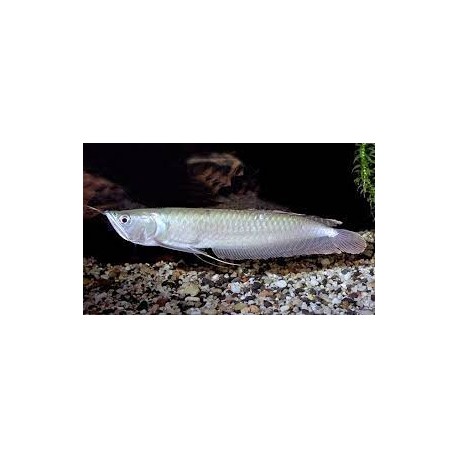 Osteoglossum bicirrhosum. Arowana Amazónica Plata