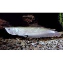 Osteoglossum bicirrhosum. Arowana Amazónica Plata