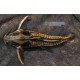 Megalodoras Irwini