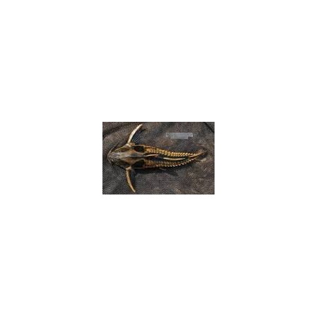 Megalodoras Irwini