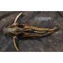 Megalodora Irwini