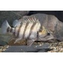 Datnioides Quadrifasciatus