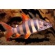 Distichodus sexfasciatus