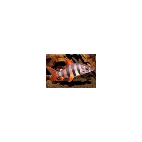 Distichodus sexfasciatus