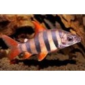 Distichodus sexfasciatus