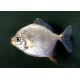 Myloplus Rubripinnis. Dolar plata