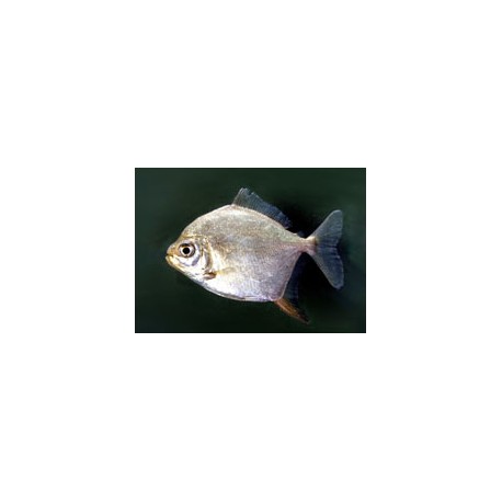 Myloplus Rubripinnis. Dolar plata