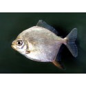 Myloplus Rubripinnis. Dolar plata