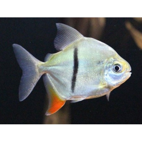 Myloplus Schomburgkii