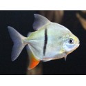 Myloplus Schomburgkii