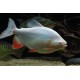 Colossoma bidens. Pacu Albino